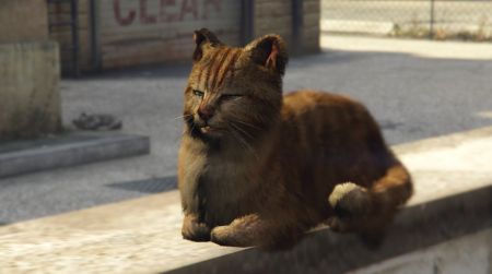 В GTA Online вернули галлюциногенные кактусы. Теперь вы можете играть за животных В GTA Online вернули галлюциногенные кактусы. Теперь вы можете играть за животных